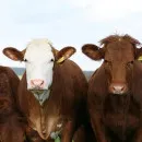 Плюсы роботизации молочной фермы на примере животноводческих хозяйств Удмуртии